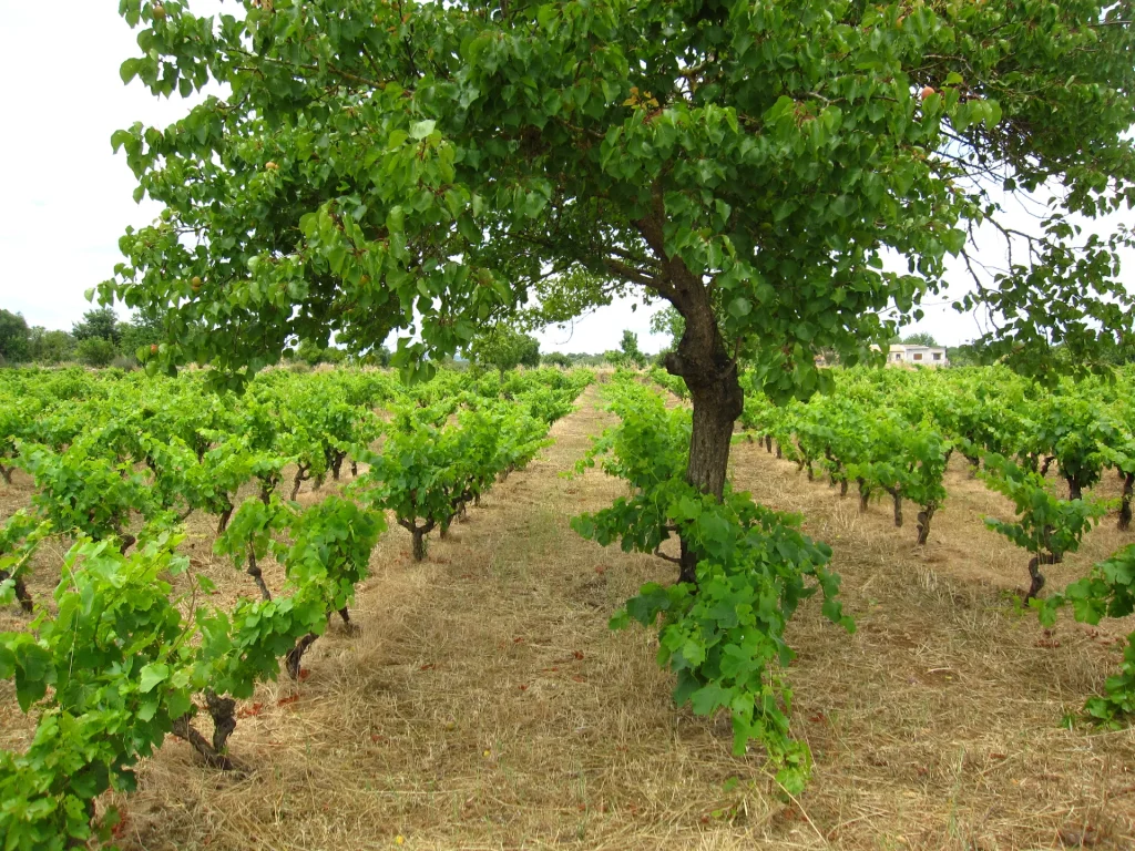 Bodega Ànima Negra