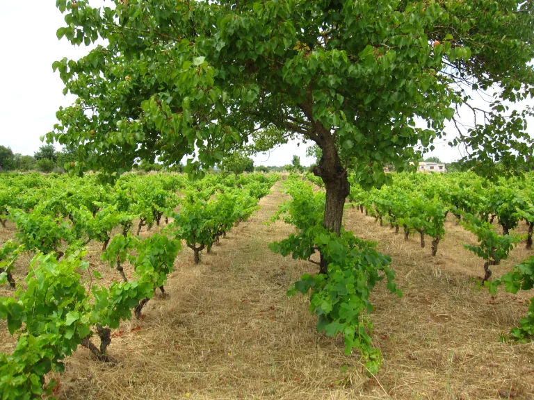 Bodega Ànima Negra