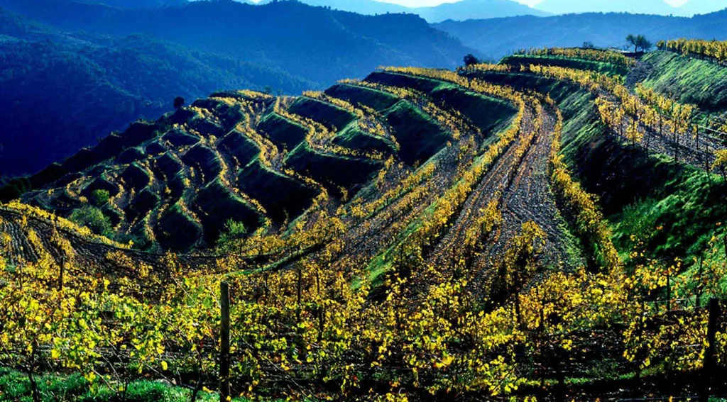 Bodega Clos Mogador